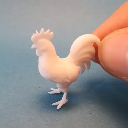 خروس