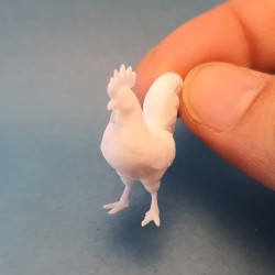 خروس